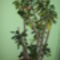 Euphorbia millii.