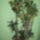 Euphorbia_millii_1124011_2543_t