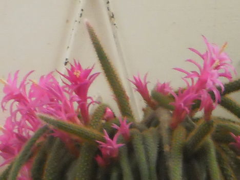 Korbács Kaktusz 5