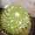 Mammilaria_marksiana_1124003_5385_t