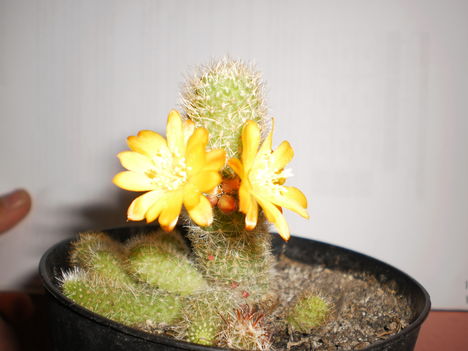 virágzó Kaktusz