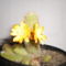 virágzó Kaktusz