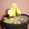 Virágzó Kaktusz 2