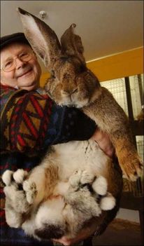 herman-giant-rabbit