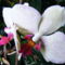 Lepke Orchidea  2