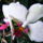 Lepke_orchidea__2_1125924_1143_t