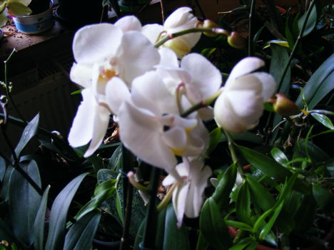 Lepke Orchidea  3