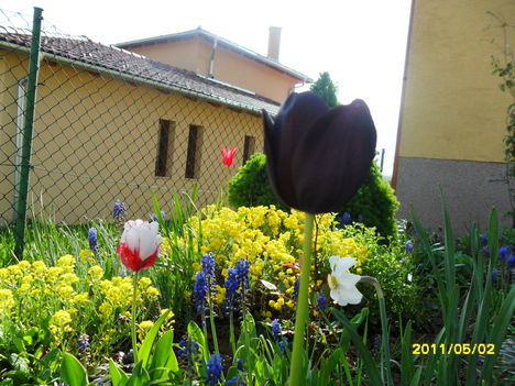 fekete tulipán és más virágok is