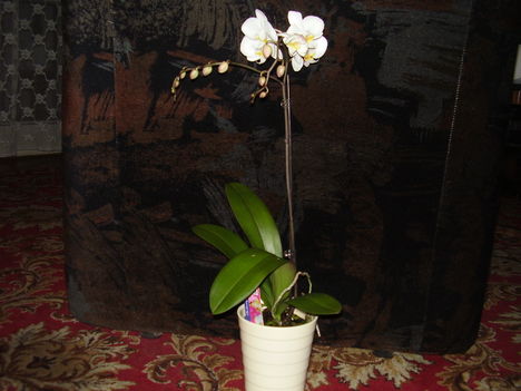 Lepke orchidea. Vásároltam. Magamnak.