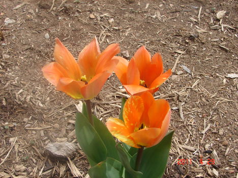 nemes viragok.1 a tulipan eggyik leg finomabb viargok, a viragok kozt.