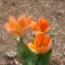 nemes viragok.1 a tulipan eggyik leg finomabb viargok, a viragok kozt.