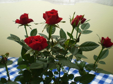 Anyák napi rózsa