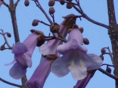 Császárfa-virága 2