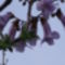 Császárfa-virága 3