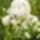 Kezimunkasuli___csengos_barany_1128422_3850_t
