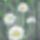 Margareta_1128747_9186_t