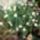 Margareta_fa_1128361_2150_t