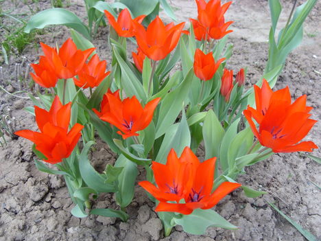Tavasz 2011