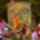 Vadaspark_14_1128537_8692_t