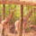 Vadaspark_31_1128523_8765_t