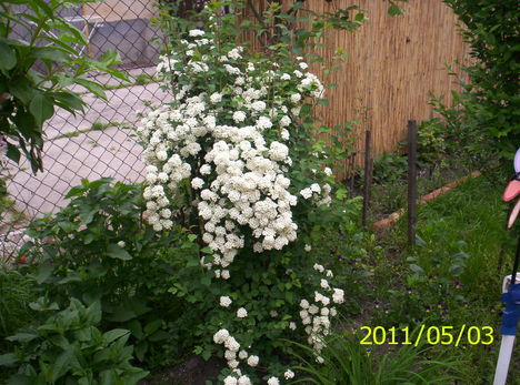 kert, virágok 004