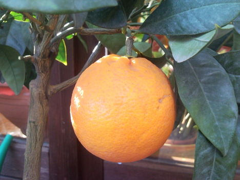 narancsfa 3