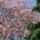 Tamariska_1129329_9745_t