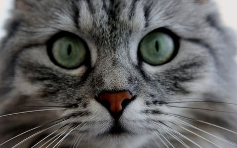 A férjem sok szeretettel küldi nektek !