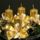 Adventi_koszoru_eg_az_elso_gyertya_112584_93118_t