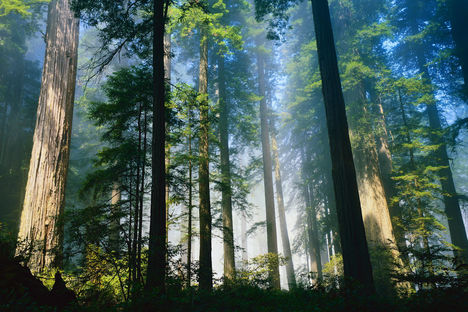 Coastal Redwoods, Northern California