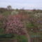 kertünkből 2011