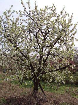 kertünkből 2011