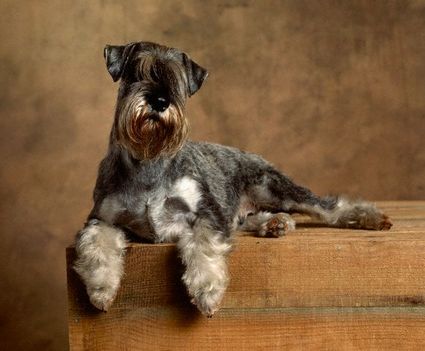 Közép Schnauzer