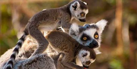 Madagaszkári majmok