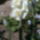 Narcisz-001_1120178_2637_t