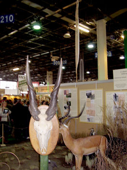 Nyársas antilop, impala trófea