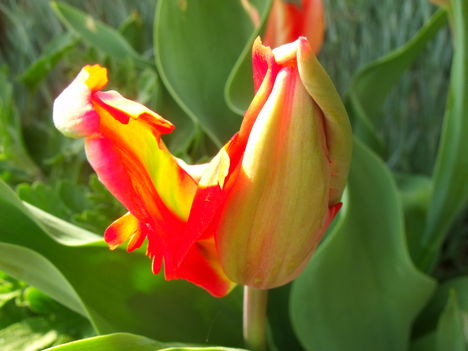 papagáj tulipán