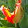 Papagaj_tulipan-001_1120867_1011_t