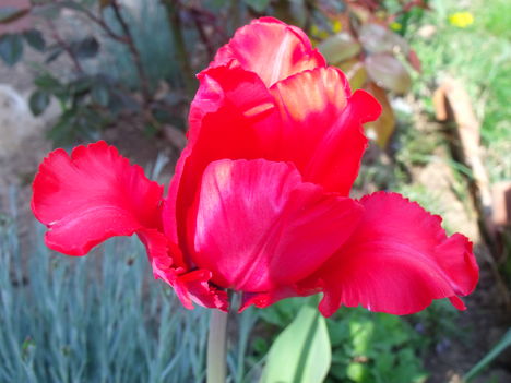 papagáj tulipán