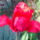 Papagaj_tulipan_1120866_5173_t