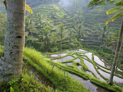 Teraszos rizsfold, Bali