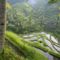Teraszos rizsfold, Bali