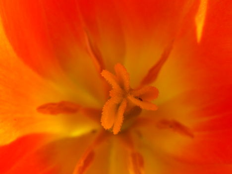 tulipán közepe