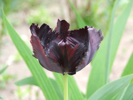 2011.05.07 Fekete tulipán