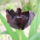 20110507_fekete_tulipan_1131250_4000_t