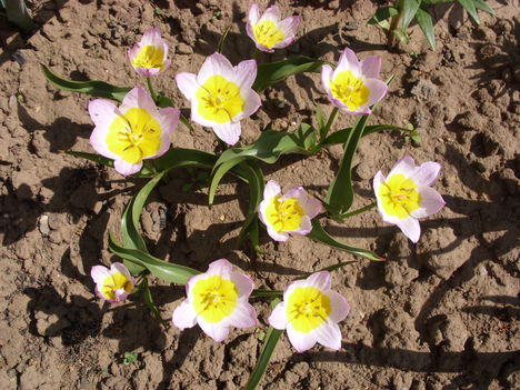 Botanikai tulipán