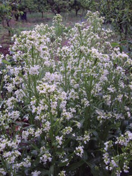 kertünkből 2011
