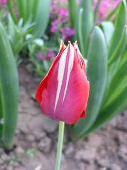 Tulipán