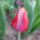 Tulipan-001_1131358_6113_t