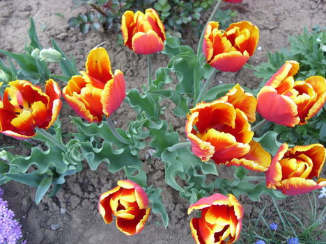 Tulipán